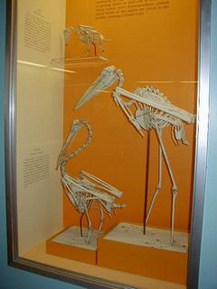 Water bird skeletons.  Pelican and stork<br>Location: <a href="https://www.google.com/maps/search/?api=1&query=38.89096,-77.02601" target="_new">Smithsonian National Museum of Natural History</a>